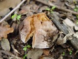 Hebeloma hiemale image