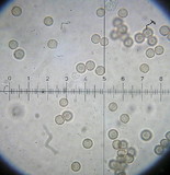 Crepidotus applanatus image
