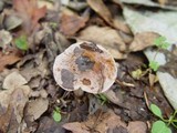 Hebeloma hiemale image