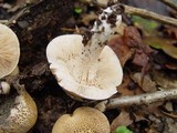 Hebeloma hiemale image
