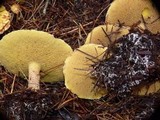 Suillus flavidus image
