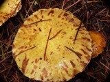 Suillus flavidus image