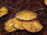 Suillus flavidus image