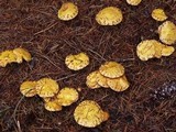 Suillus flavidus image
