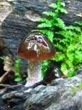 Bolbitius viscosus image