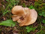 Tricholomopsis rutilans image