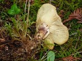 Tricholomopsis rutilans image