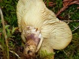 Tricholomopsis rutilans image