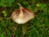 Inocybe rimosa image