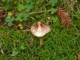 Inocybe rimosa image