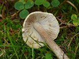 Inocybe rimosa image