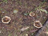 Russula cerolens image