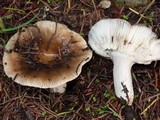 Russula cerolens image