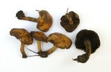 Pholiota highlandensis image
