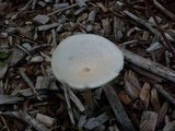Melanoleuca verrucipes image