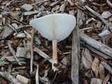Melanoleuca verrucipes image