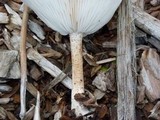 Melanoleuca verrucipes image