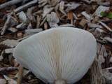 Melanoleuca verrucipes image