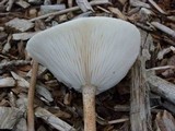 Melanoleuca verrucipes image