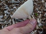 Melanoleuca verrucipes image