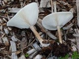 Melanoleuca verrucipes image