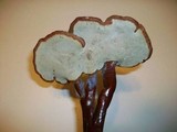 Ganoderma weberianum image