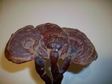 Ganoderma weberianum image