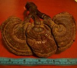 Ganoderma weberianum image