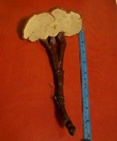 Ganoderma weberianum image