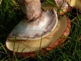 Suillus luteus image