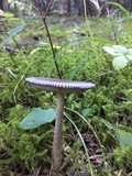 Amanita sect. Vaginatae image