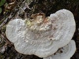 Trametes gibbosa image
