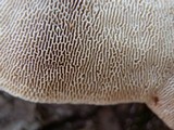 Trametes gibbosa image
