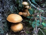 Gymnopilus ventricosus image