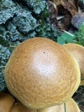 Gymnopilus ventricosus image