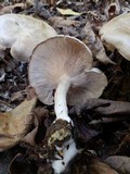 Entoloma abortivum image