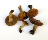 Pholiota highlandensis image