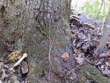 Entoloma abortivum image