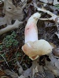 Russula flavisiccans image