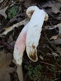 Russula flavisiccans image