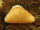 Crepidotus crocophyllus image