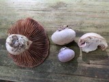 Cortinarius argenteopileatus image