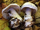 Cortinarius alboviolaceus image