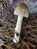 Amanita sinicoflava image