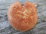 Cystodermella cinnabarina image