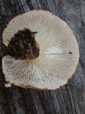 Cystodermella cinnabarina image