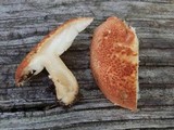 Cystodermella cinnabarina image