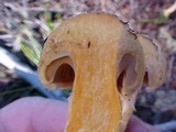 Chroogomphus tomentosus image