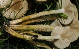 Pholiota terrestris image