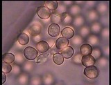 Pluteus romellii image
